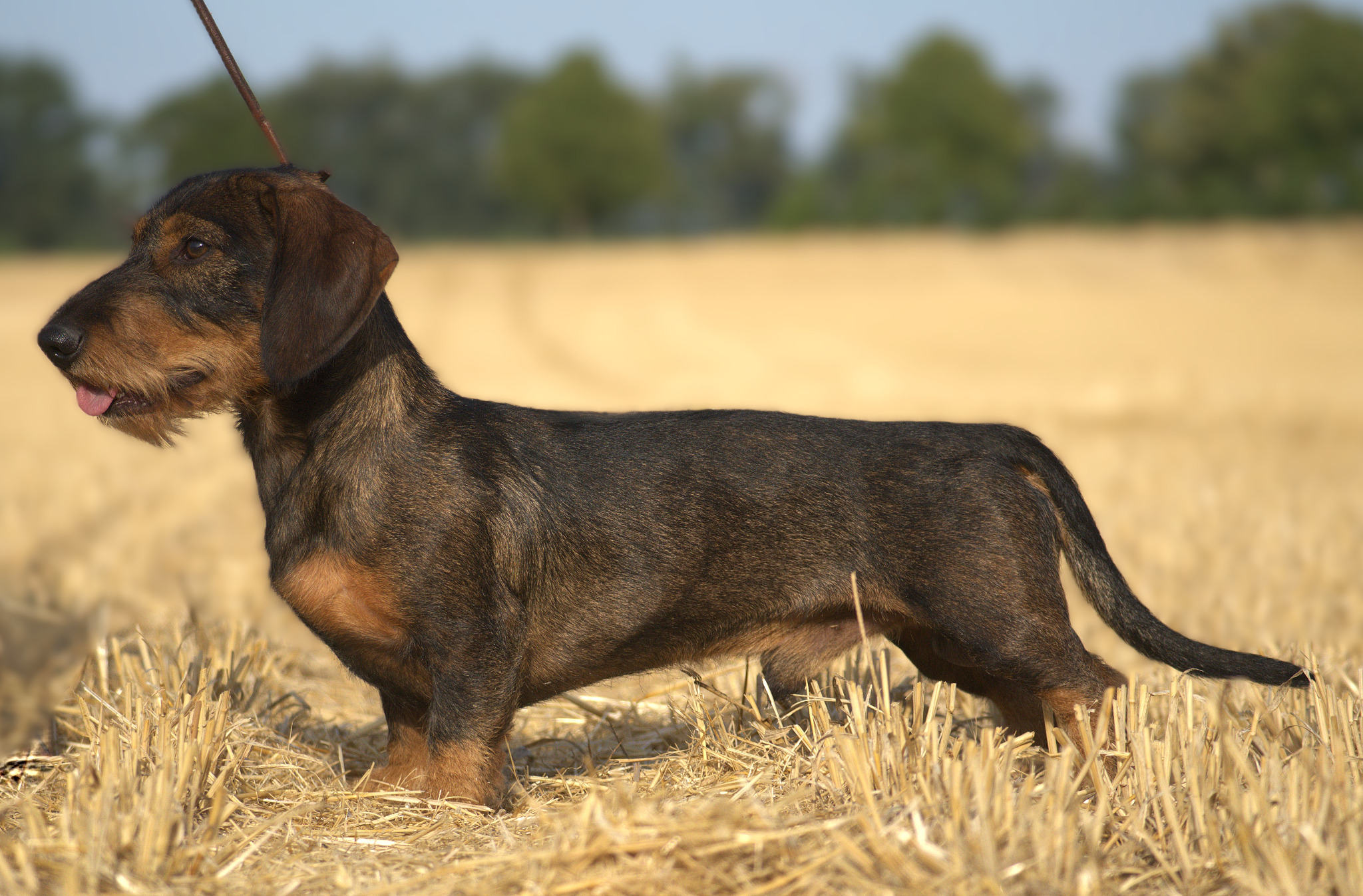Xerxes von der Dohlmühle